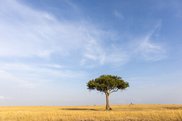 picturesque African landscape; Masai Mara reserve Kenya