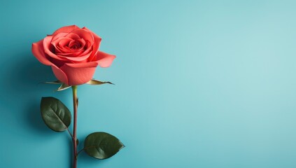 A love background with a red rose.