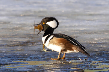 A Hooded Merganser duck standing on the ice swallowing a large crawfish it fished out of the water.