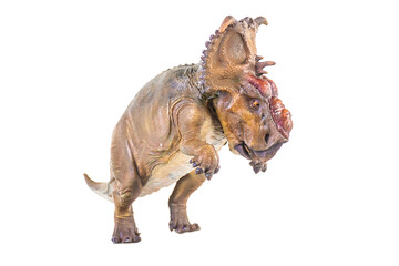 Pachyrhinosaurus dinosaur on isolated background