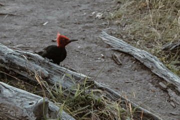 woodpecker
