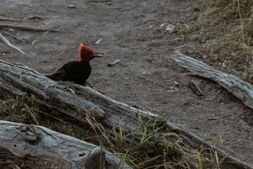 Woodpecker