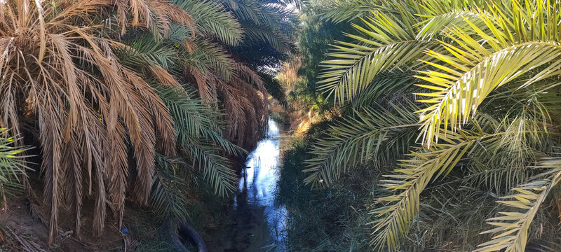 Date palms in the oasis city with a stream of Tozeur Tunisia