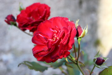 rote Rose