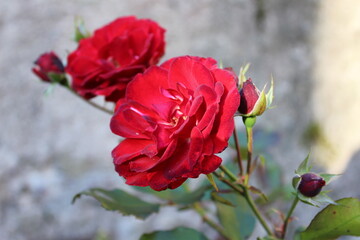 rote Rose