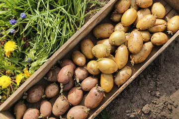 Potato seed with sprouts in wooden box close up, top view. Potatoes for planting, sowing and...