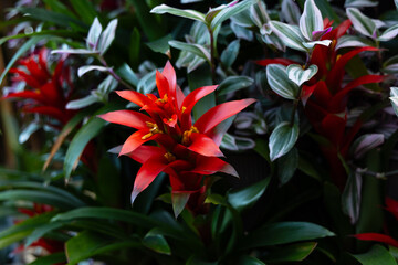 red tropical flower 3