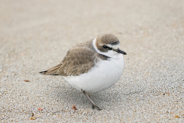 砂浜に佇むシロチドリ