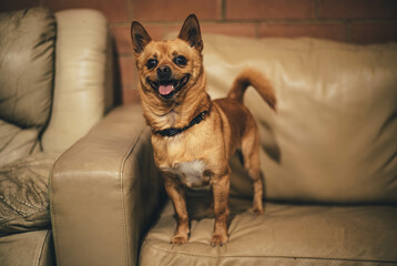a portrait photo of a little caramel colour 