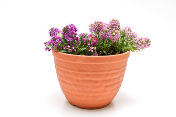 白背景の植木鉢に植えたアリッツサム