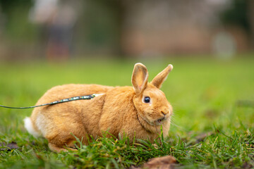 Fototapeta premium Domestic furry brown miniature easter bunny on a leash, sitting calmly in the grass in the city park