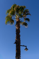 Tropikalna palma na tle niebieskiego nieba. Niebieskie niebo z palmą.