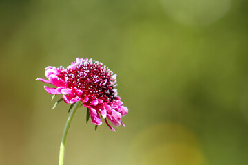 Scabiosa Scarlett, flor natural en Parque Tricao, Chile
