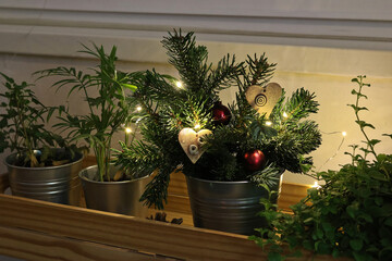 A small Christmas decoration in a flower box among the flowers in the living room, twigs arranged in a tin pot with decorations and lights