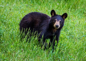 Curious Bear Cub