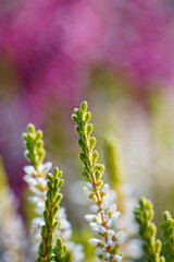 Colorful heather, Calluna vulgaris detail on colorful bokeh background