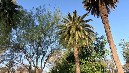 Palm tree on a blue sky background