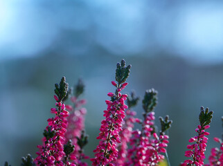 Colorful heather, Calluna vulgaris detail on colorful bokeh background