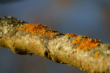 moss on tree