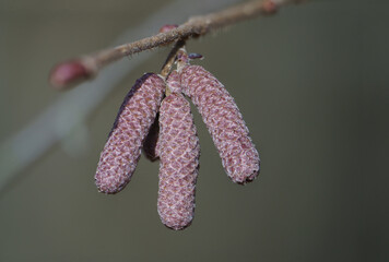 Fototapeta premium buds of a willow