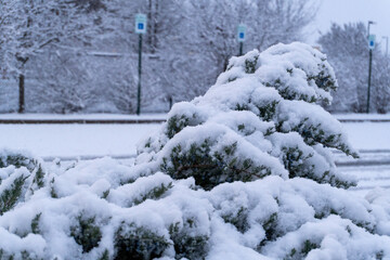 Fist Snow in NWA 2024