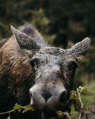 Fototapeta premium Baby Elk Close Up