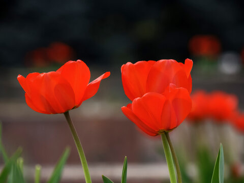 red tulips on a sunny day. beautiful outdoor composition in the garden
