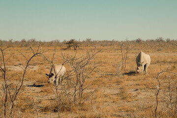 Fototapeta premium White rhino and a baby in Etosha National park, Namibia