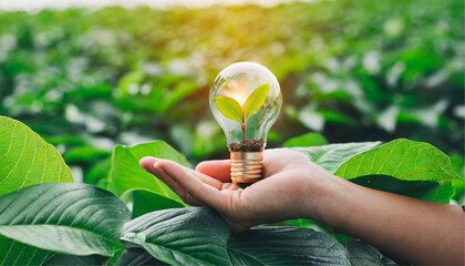 Hand holding lit up light bulb in nature, green farming background. Renewable energy, global warming, innovation, climate change concept. 