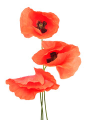 Bouquet of wild red poppies isolated on a white background. Flat lay, top view