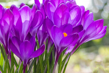 Spring crocus blossoms. Beautiful spring background with close-up of a group of blooming purple...