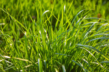 Close up of fresh thick green grass in the early morning. Spring or summer grass field background.
