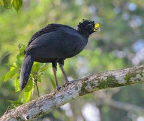Geat curassow (Crax rubra) male in a tree, Laguna del Lagarto Eco Lodge, Boca Tapada, Alajuela, Costa Rica.
