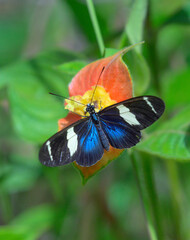 Doris longwing butterfly butterfly (Heliconius [Laparus] doris) in rainforest, Alajuela, Costa Rica.