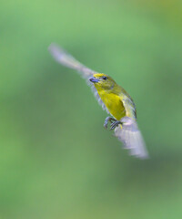 Violaceous euphonia (Euphonia violacea) female flying, Laguna del Lagarto Eco Lodge, Boca Tapada, Alajuela, Costa Rica.