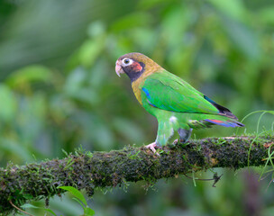 Brown-hooded parrot (Pyrilia haematotis), Laguna del Lagarto Eco Lodge, Boca Tapada, Alajuela, Costa Rica.