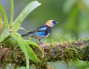 Golden-hooded Tanager (Stilpnia larvata) male in rainforest, Laguna del Lagarto Eco Lodge, Boca Tapada, Alajuela, Costa Rica.