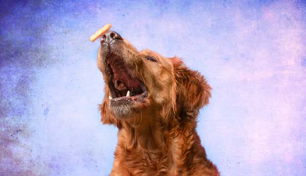 portrait of a dog