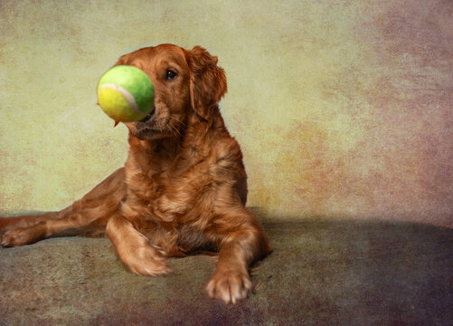 dog and ball