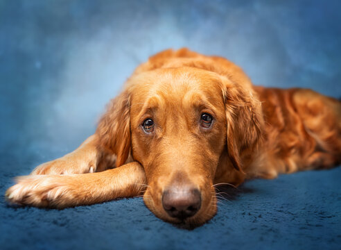 golden retriever dog