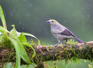 Palm tanager (Thraupis palmarum) under rain, Laguna del Lagarto Eco Lodge, Boca Tapada, Alajuela,...