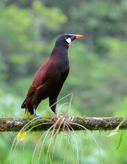 Montezuma oropendola (Psarocolius montezuma), Laguna del Lagarto, Alajuela, Costa Rica