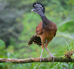 Great curassow (Crax rubra) female in a tree, Laguna del Lagarto Eco Lodge, Boca Tapada, Alajuela, Costa Rica.
