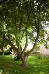 green trees in the square