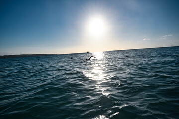 Fototapeta premium Woman swimming and exercising on the beach in Jamaica