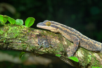 Turnip-tailed Gecko (Thecadactylus rapicauda) in rainforest, La Selva Biological Station, Heredia Province, Costa Rica.