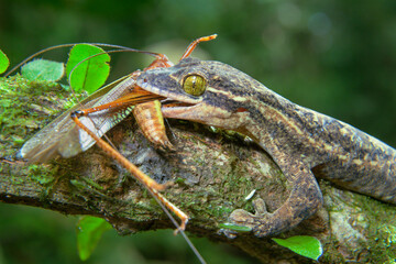 Turnip-tailed Gecko (Thecadactylus rapicauda) eating a grasshopper, La Selva Biological Station, Heredia Province, Costa Rica.
