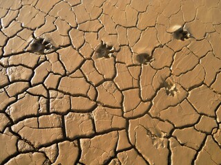 Dog footprints on dry, drought-cracked soil