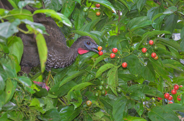 Crested Guan (Penelope purpurascens) feeding on berries, La Selva Biological Station, Heredia Province, Costa Rica