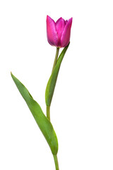 One purple tulip flower isolated on white background. Still life, wedding. Flat lay, top view